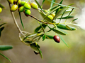 Nomia Olive OIl - Price on Request