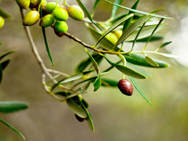 Nomia Olive OIl - Price on Request